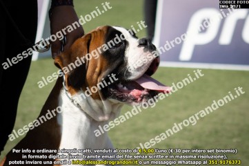 IMG_2371.jpg