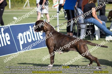 IMG_2545.jpg