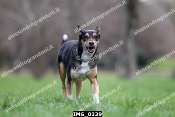 IMG_0339.jpg