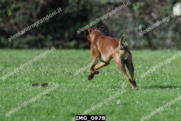 IMG_0978.jpg