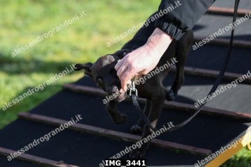 IMG_3441.jpg