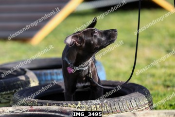IMG_3495.jpg