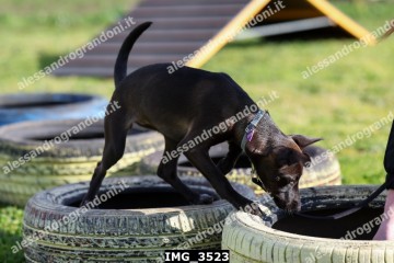 IMG_3523.jpg