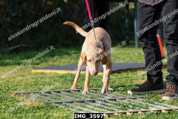 IMG_3597.jpg