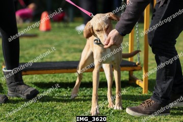 IMG_3620.jpg