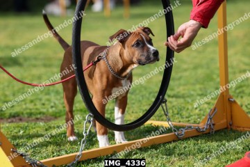 IMG_4336.jpg