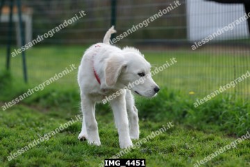 IMG_4451.jpg