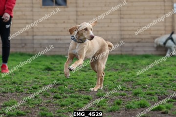 IMG_4529.jpg