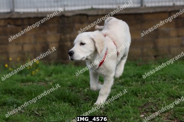 IMG_4576.jpg