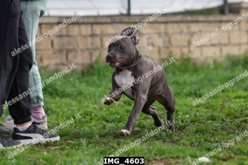 IMG_4603.jpg