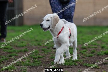 IMG_4629.jpg