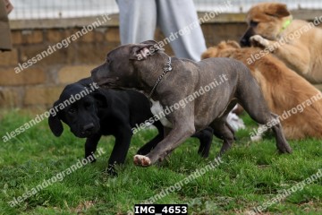 IMG_4653.jpg