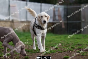 IMG_4746.jpg