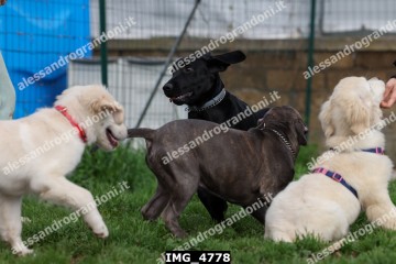 IMG_4778.jpg