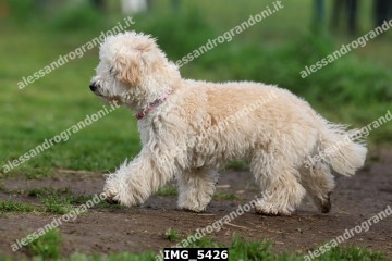 IMG_5426.jpg