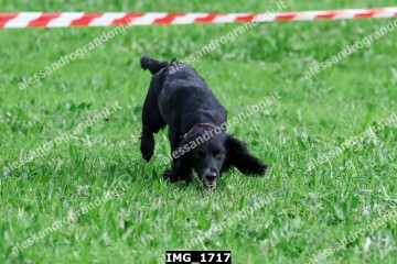 IMG_1717.jpg