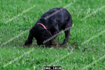 IMG_1818.jpg