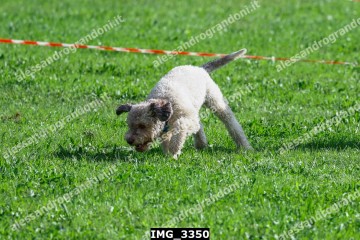 IMG_3350.jpg