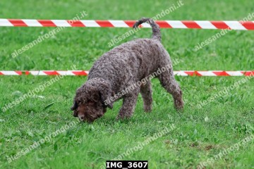 IMG_3607.jpg