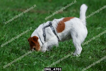 IMG_4701.jpg