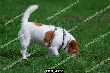 IMG_4731.jpg