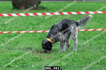 IMG_4917.jpg