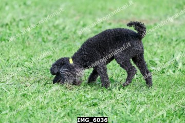 IMG_6036.jpg