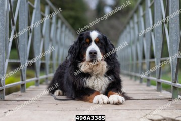 496A3385.jpg