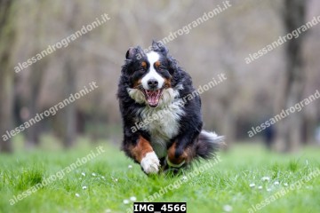 IMG_4566.jpg