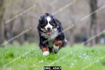 IMG_4567.jpg