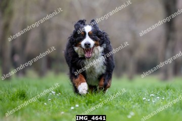 IMG_4641.jpg