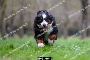 IMG_4642.jpg
