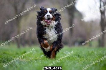 IMG_4679.jpg