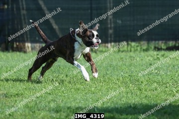 IMG_4319.jpg