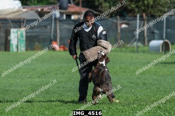IMG_4516.jpg