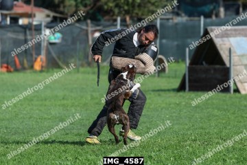 IMG_4587.jpg