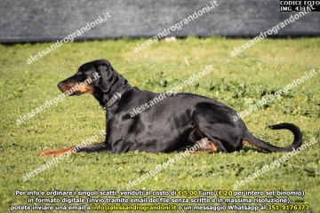 IMG_4331.jpg