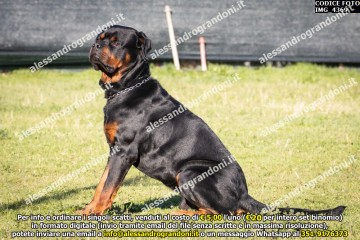IMG_4369.jpg