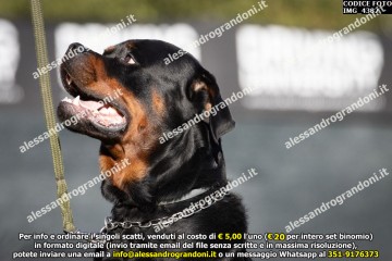IMG_4382.jpg