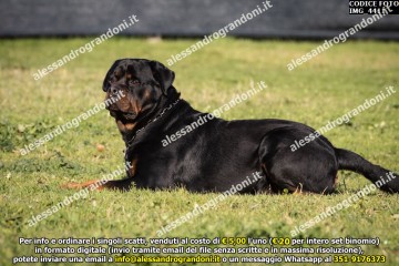 IMG_4411.jpg