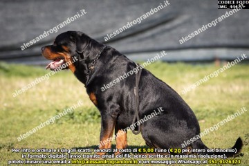 IMG_4447.jpg