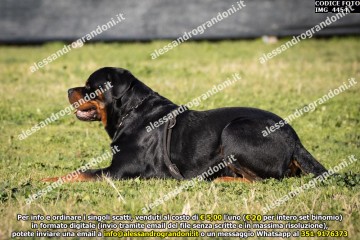 IMG_4454.jpg