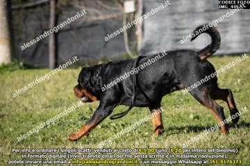 IMG_4457.jpg