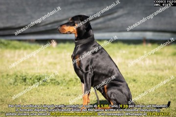 IMG_4525.jpg