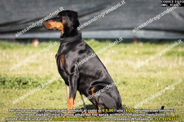 IMG_4526.jpg