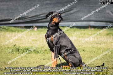 IMG_4529.jpg