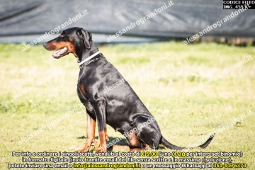 IMG_4553.jpg