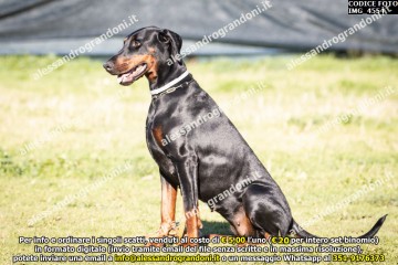 IMG_4554.jpg
