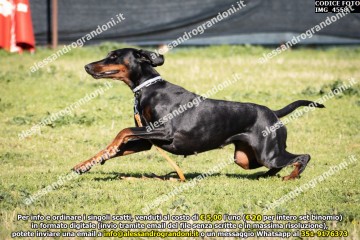 IMG_4558.jpg