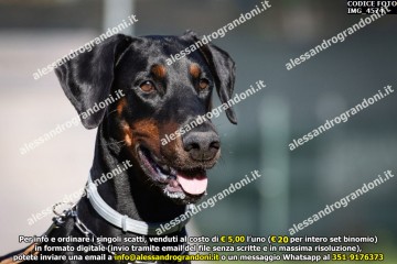 IMG_4574.jpg